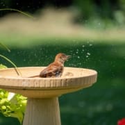 Bird Bathing In Bird Bath