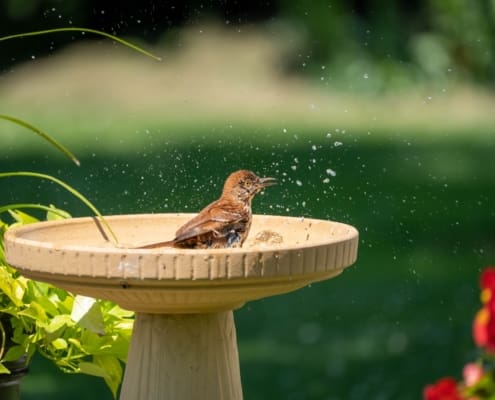 Bird Bathing In Bird Bath